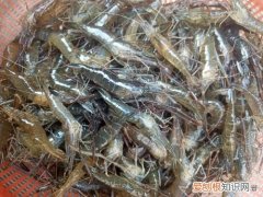 草虾产地在哪