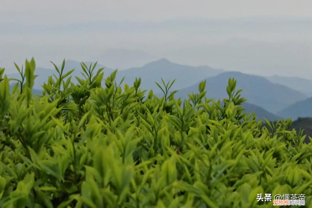 凤凰单丛茶是什么茶系