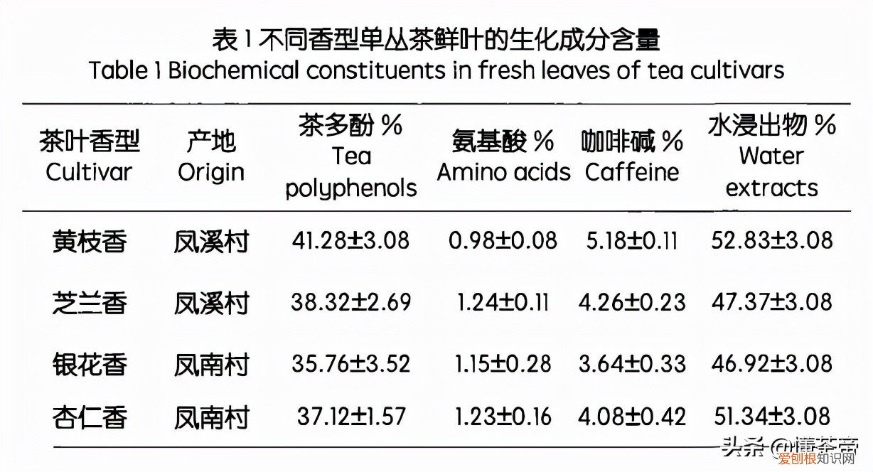 凤凰单丛茶是什么茶系