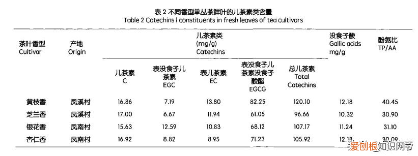 凤凰单丛茶是什么茶系