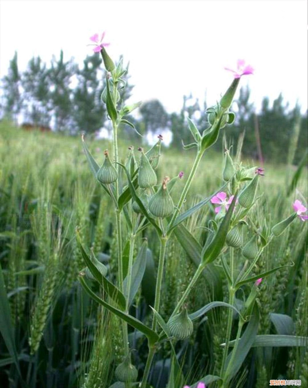 常见野菜图片大全及名字