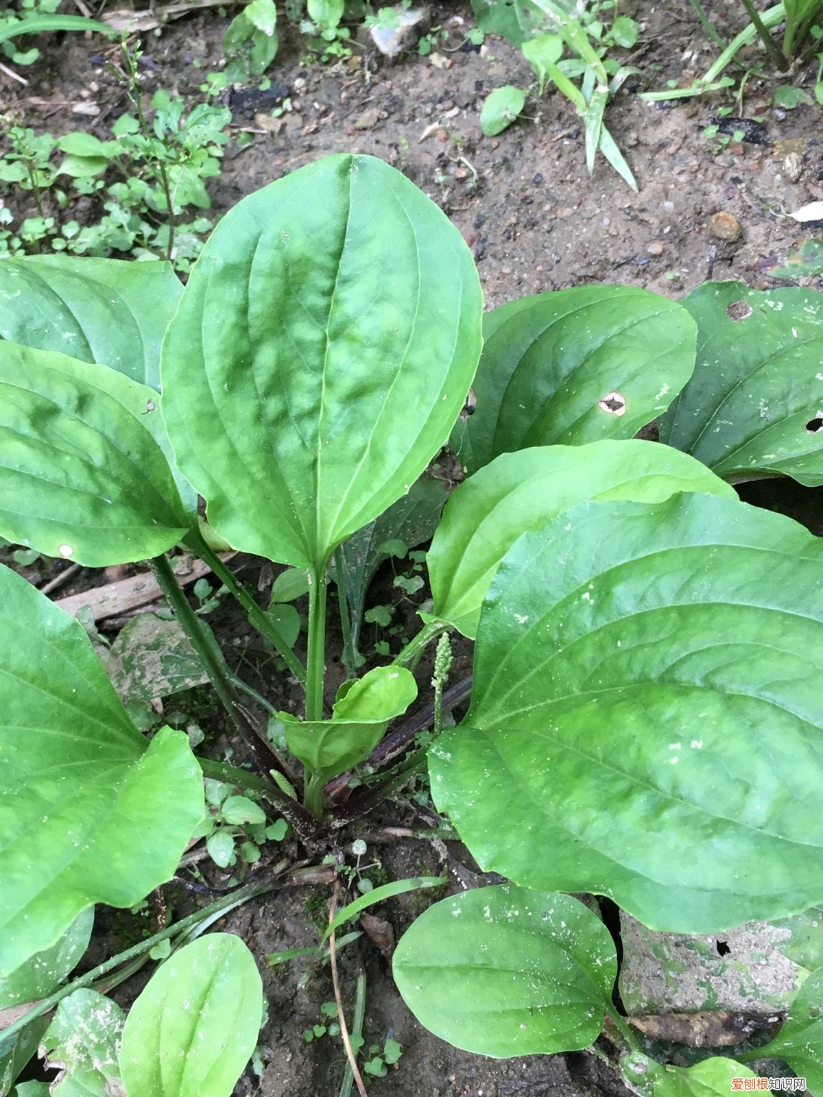 常见野菜图片大全及名字