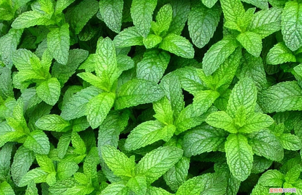 常见野菜图片大全及名字