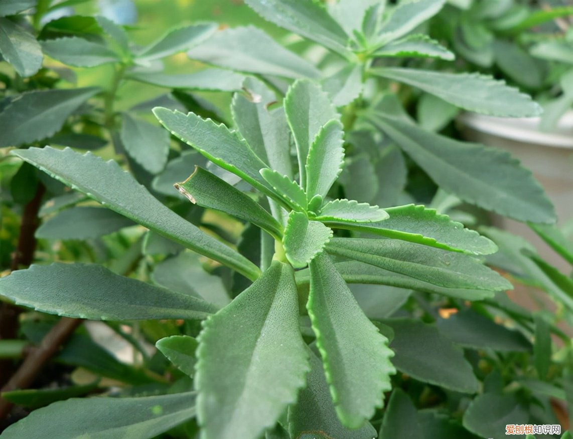 常见野菜图片大全及名字