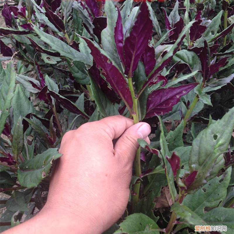 常见野菜图片大全及名字