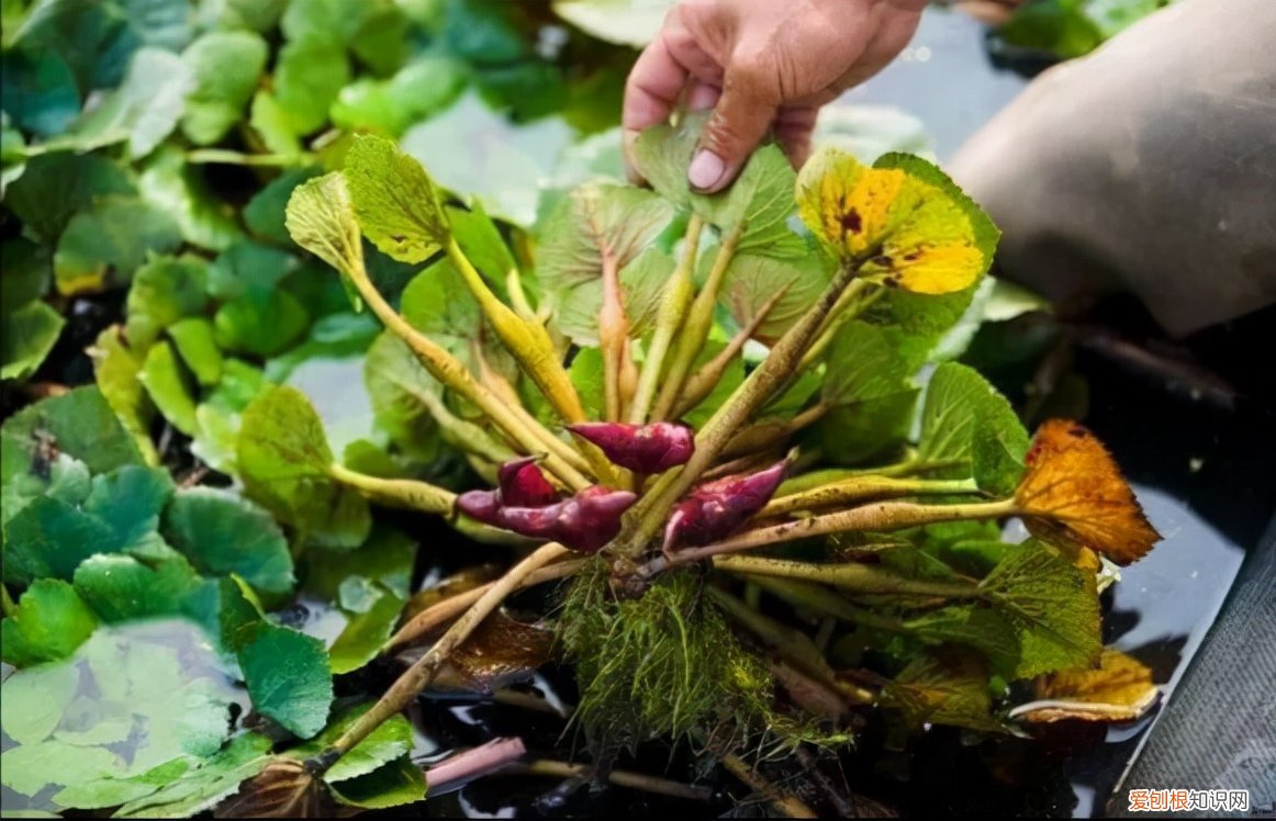 常见野菜图片大全及名字