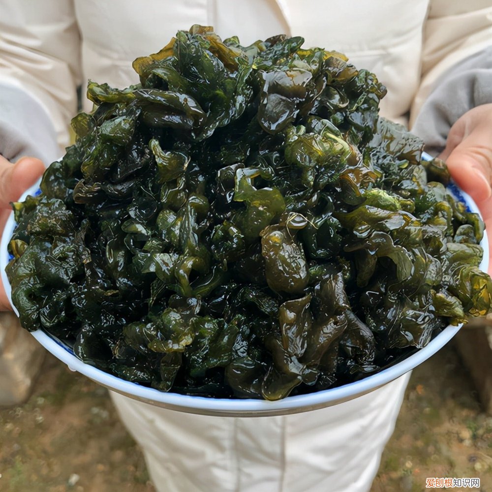 常见野菜图片大全及名字