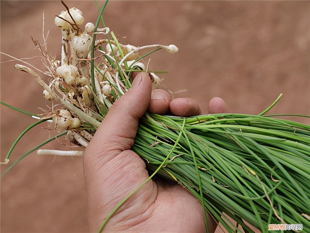 常见野菜图片大全及名字