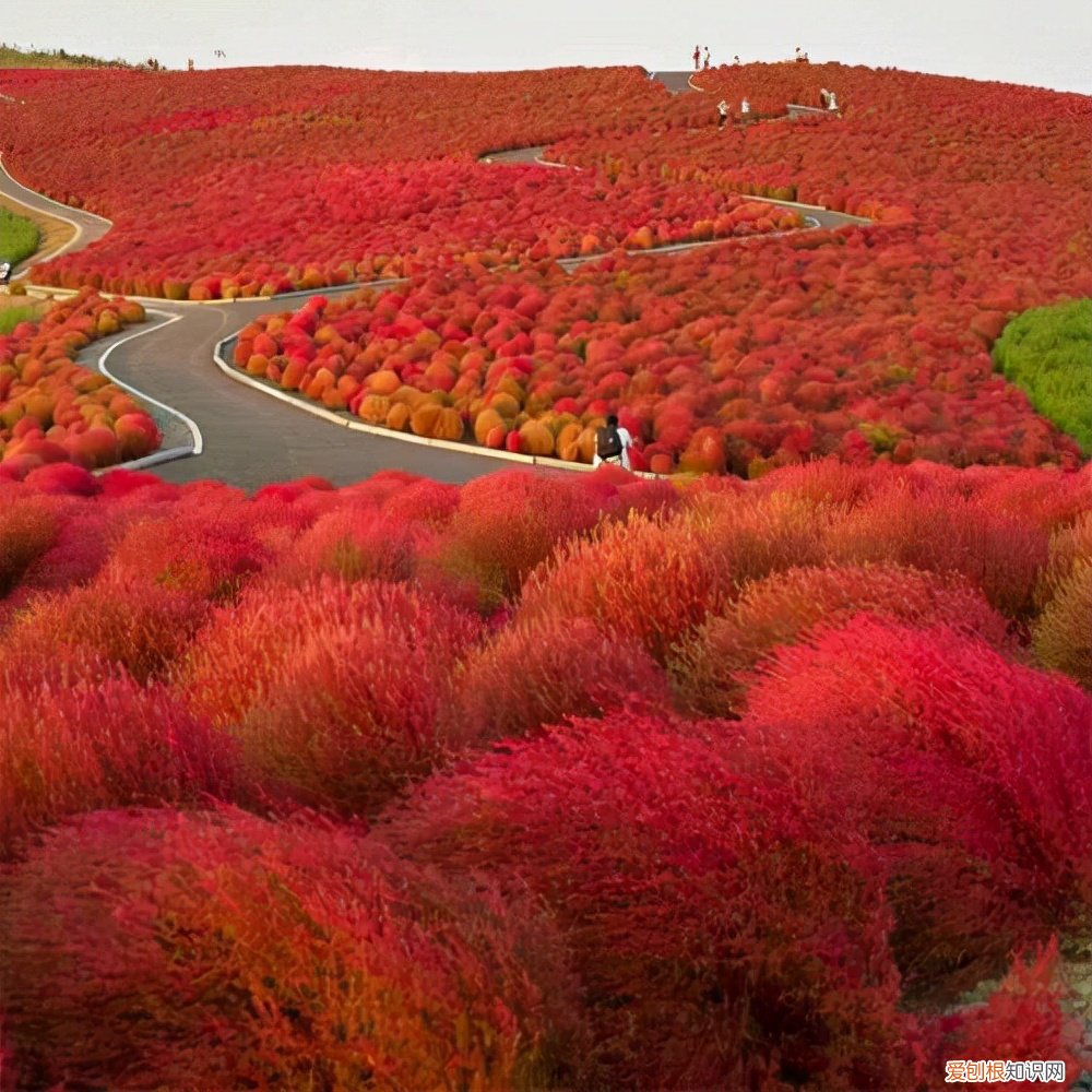常见野菜图片大全及名字