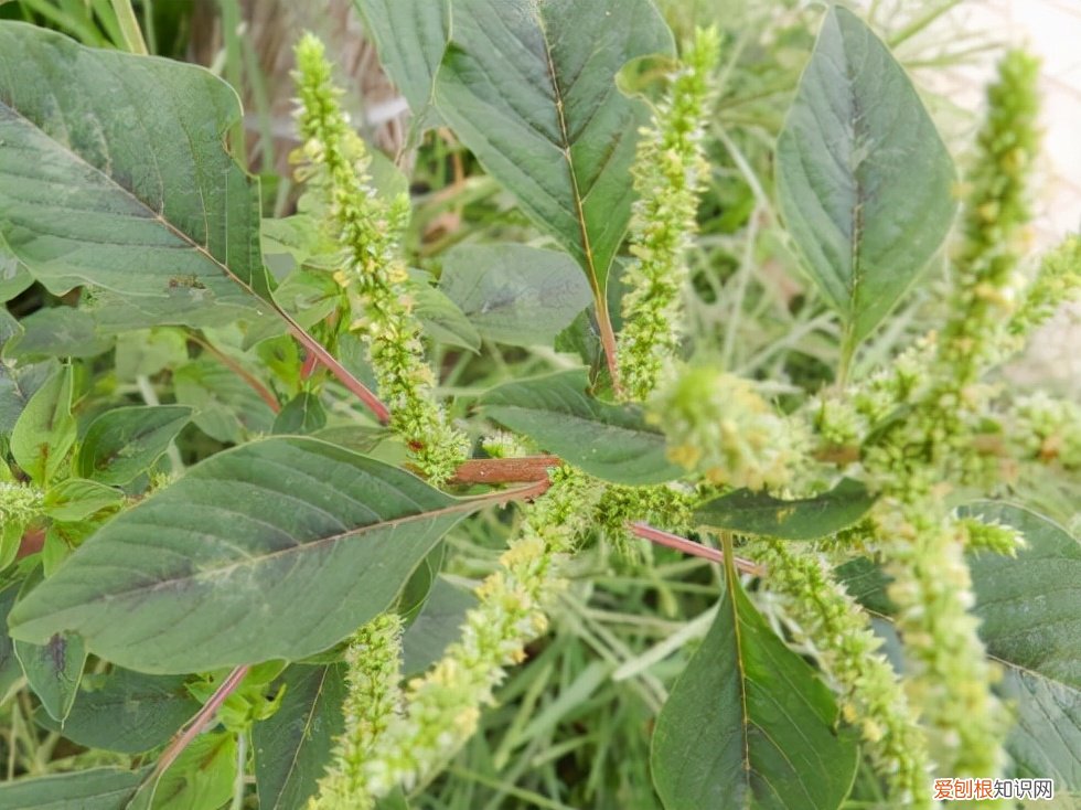 常见野菜图片大全及名字