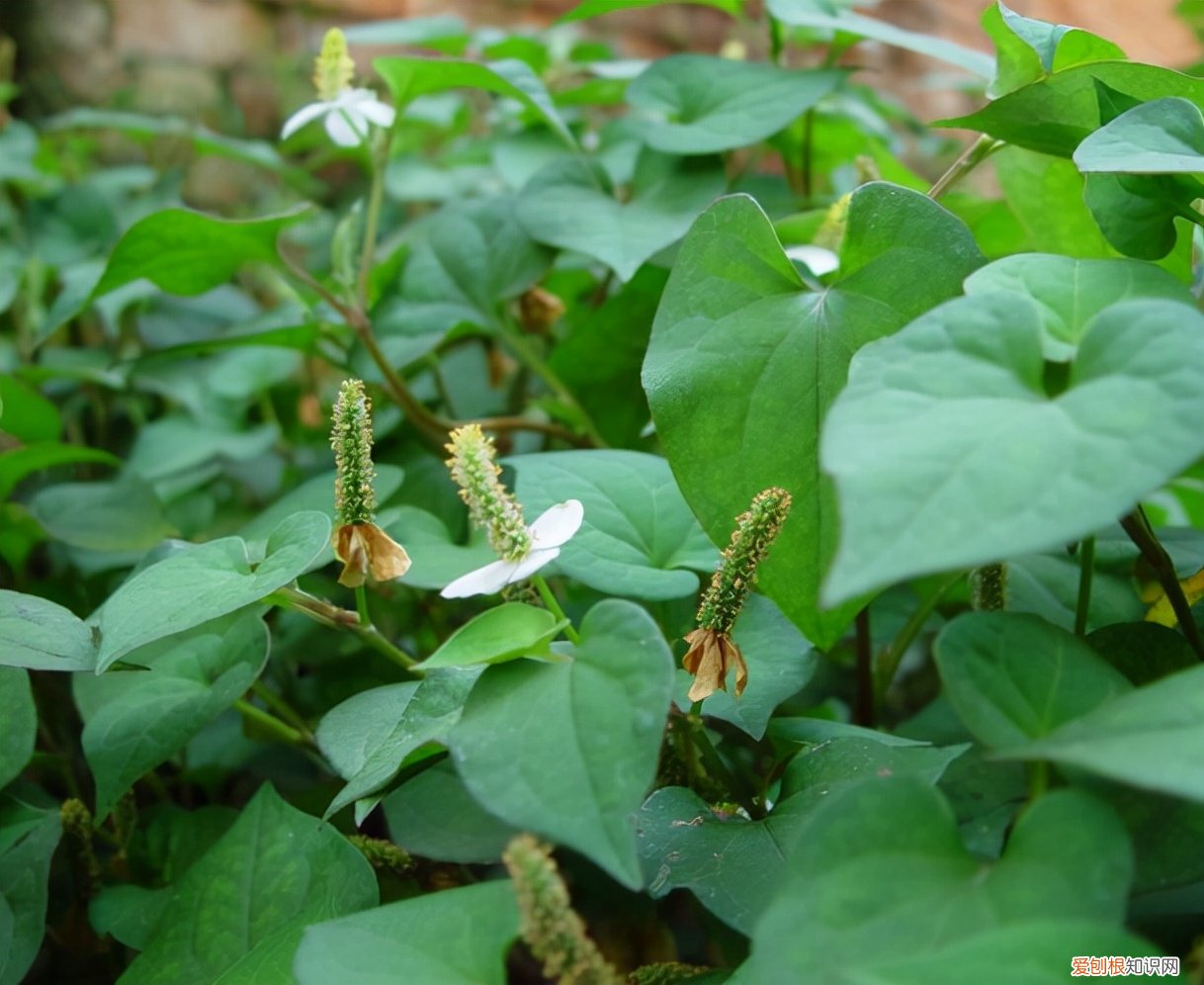 常见野菜图片大全及名字