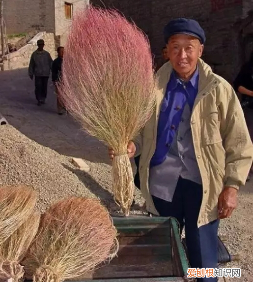 常见野菜图片大全及名字