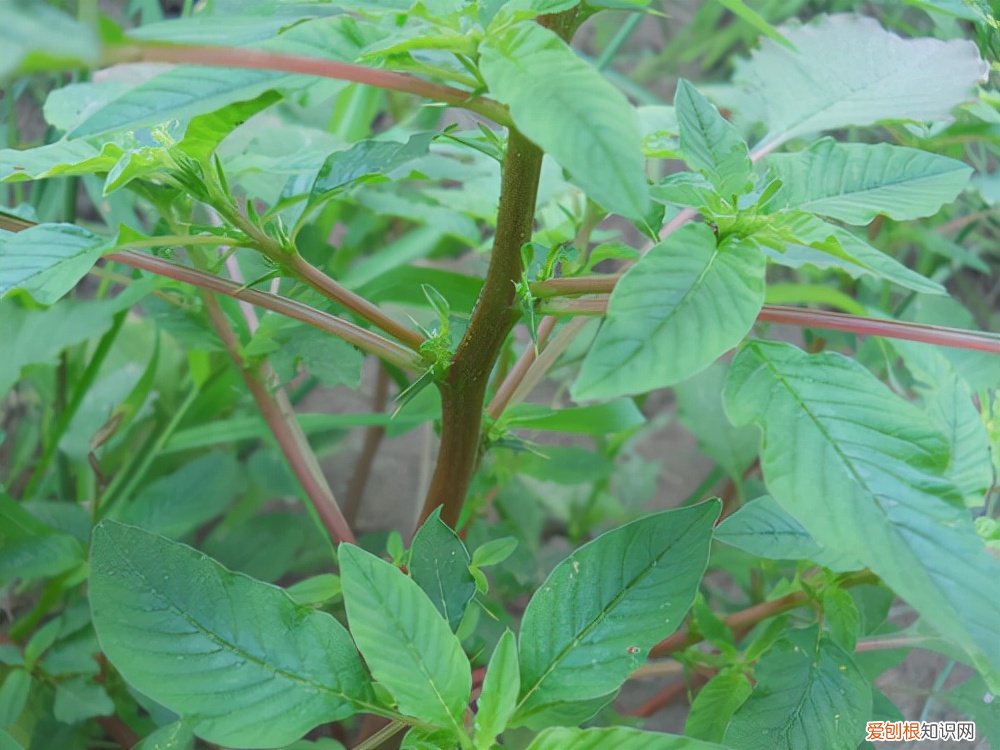 常见野菜图片大全及名字