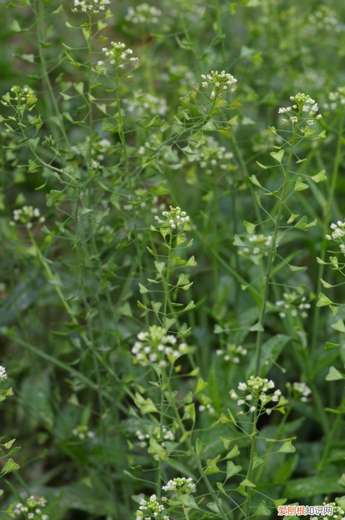 常见野菜图片大全及名字