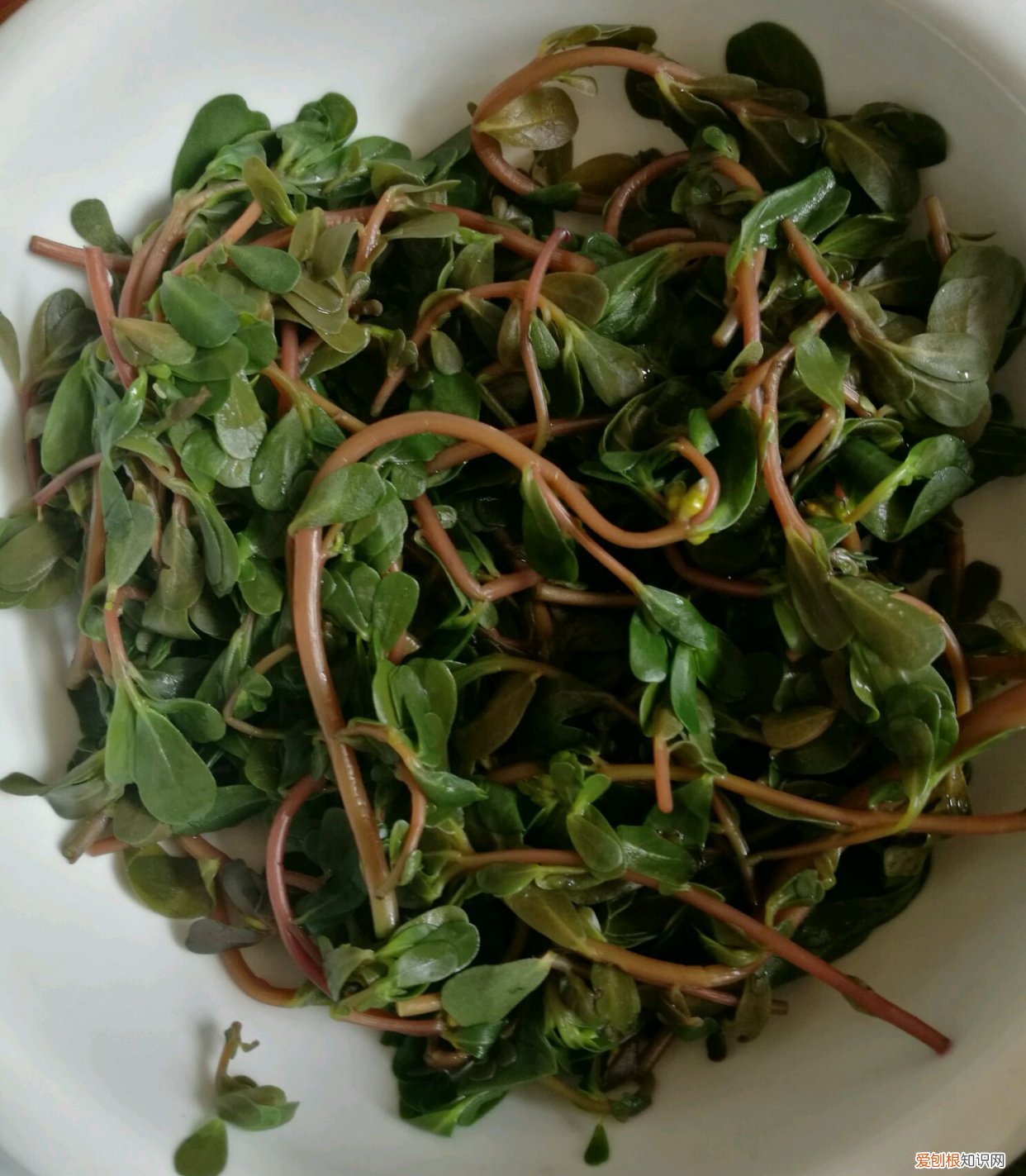 常见野菜图片大全及名字