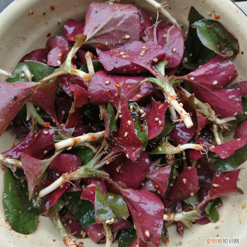 常见野菜图片大全及名字