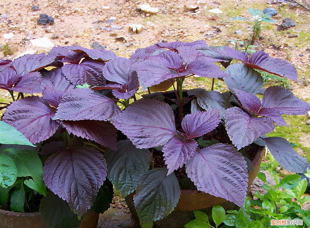 常见野菜图片大全及名字