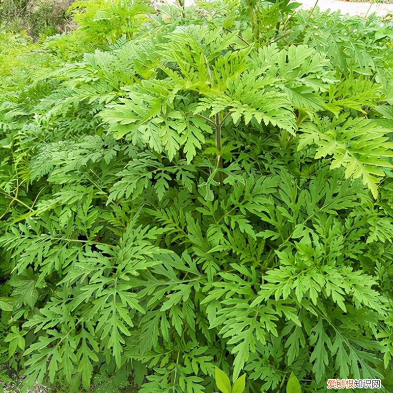 常见野菜图片大全及名字