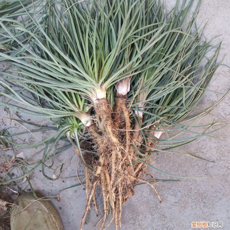 常见野菜图片大全及名字