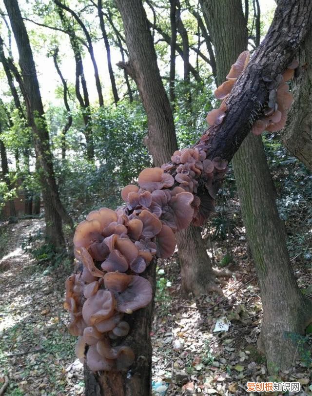 常见野菜图片大全及名字