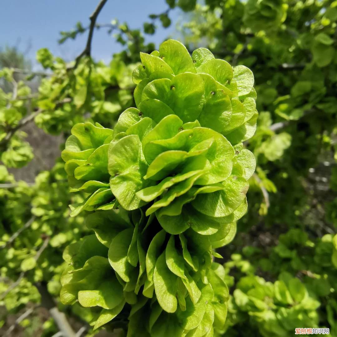 常见野菜图片大全及名字