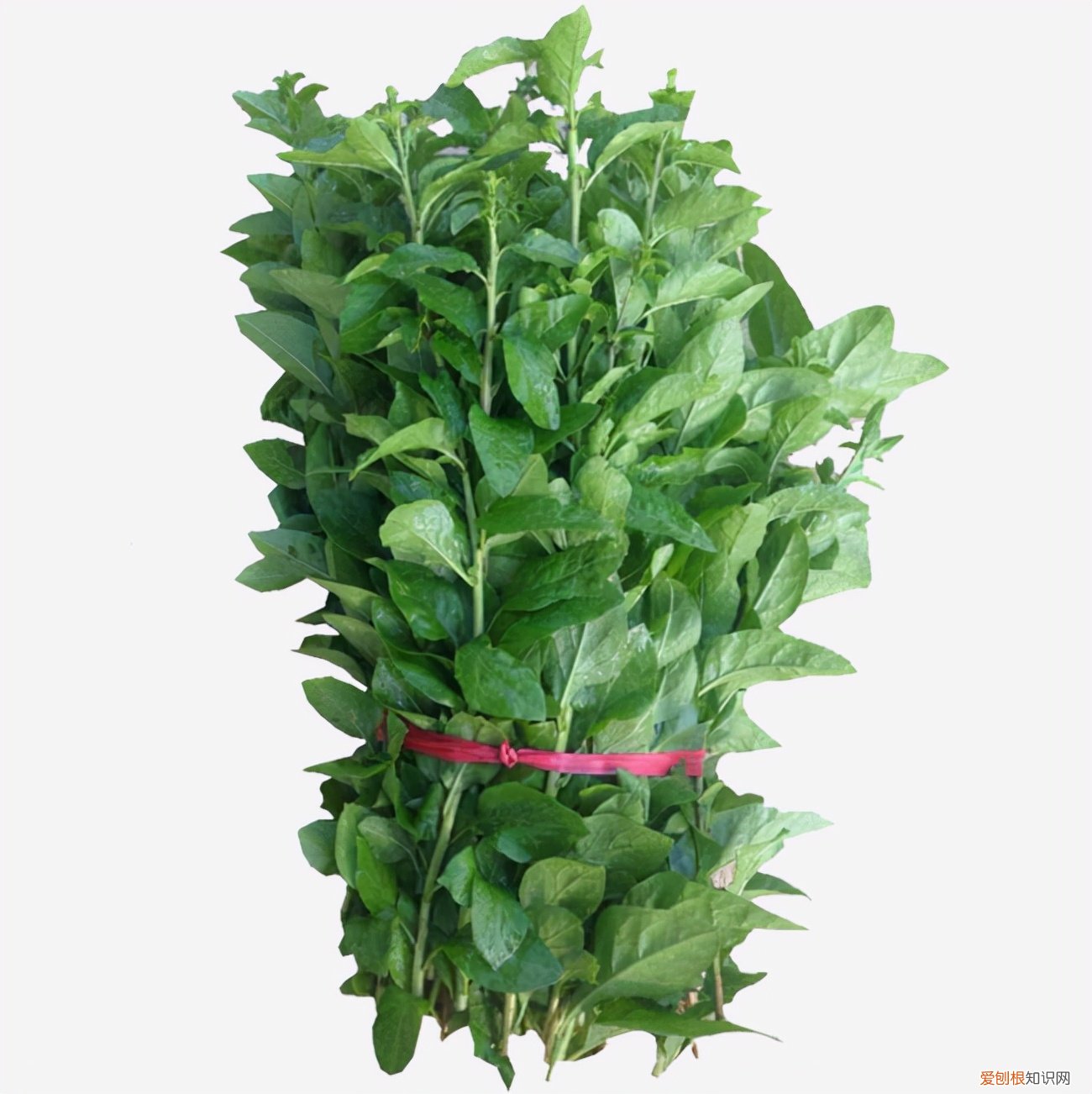 常见野菜图片大全及名字