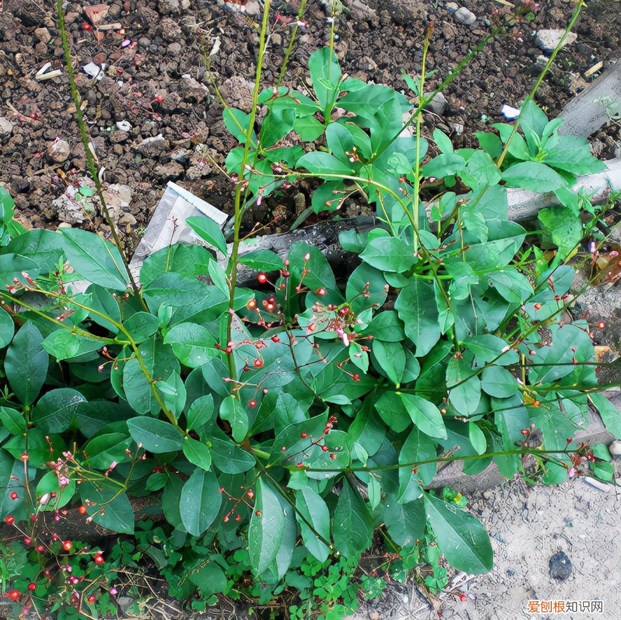 常见野菜图片大全及名字