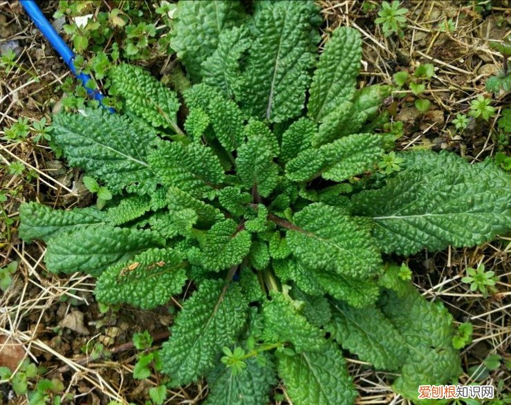 常见野菜图片大全及名字