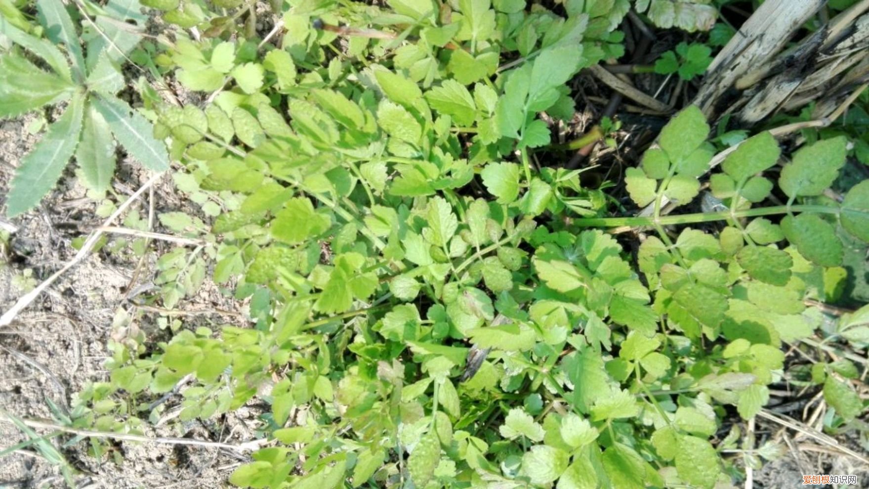 常见野菜图片大全及名字