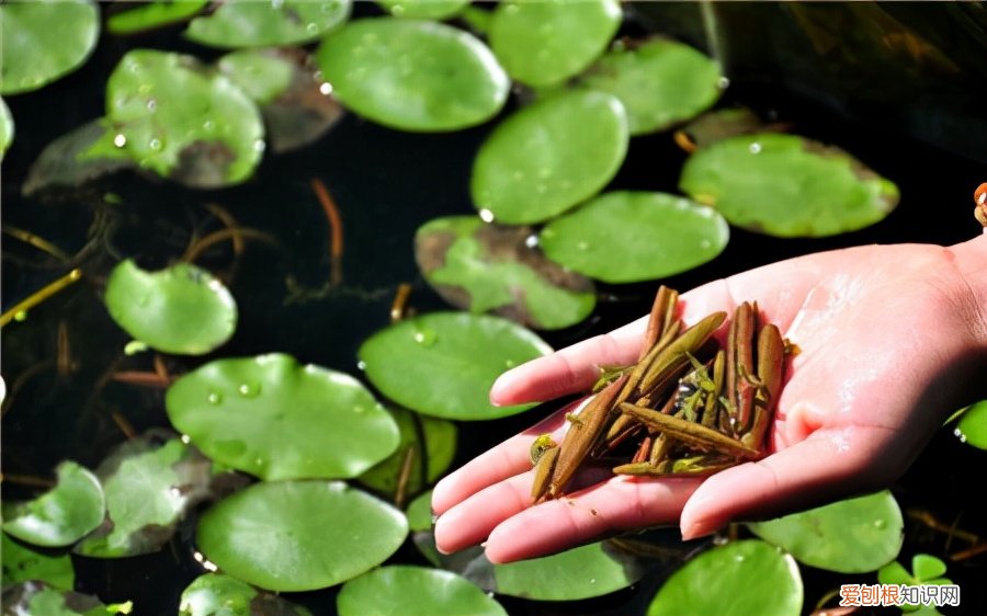 常见野菜图片大全及名字