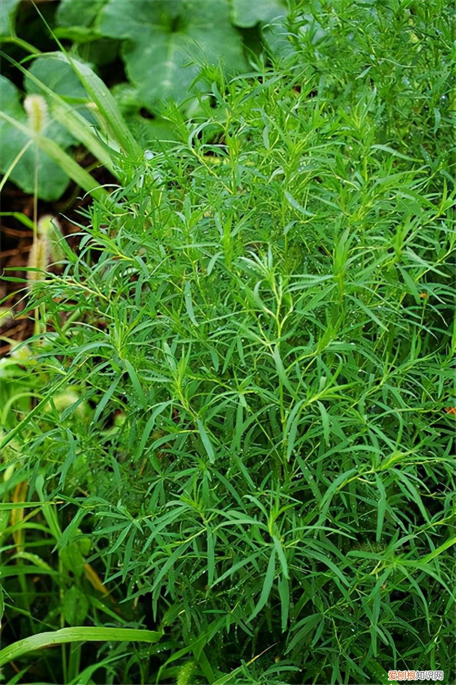 常见野菜图片大全及名字