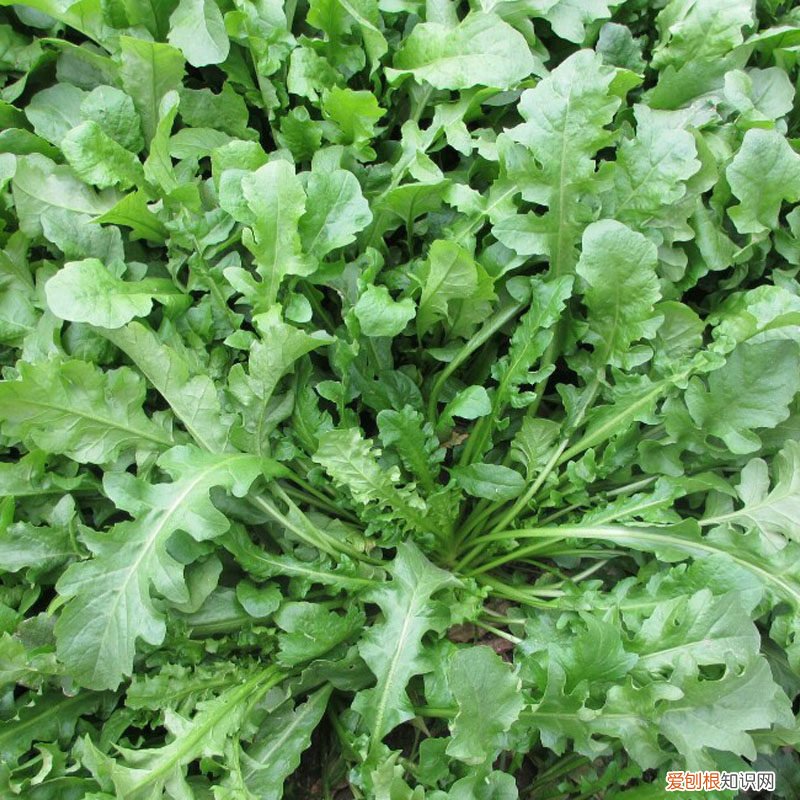 常见野菜图片大全及名字