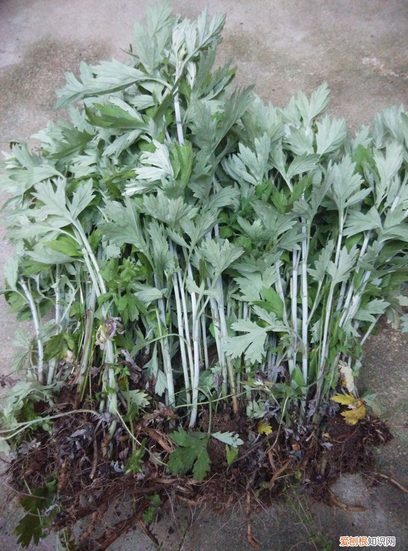 常见野菜图片大全及名字