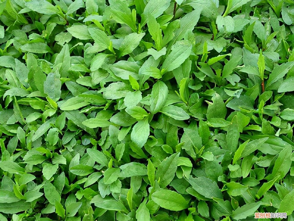 常见野菜图片大全及名字