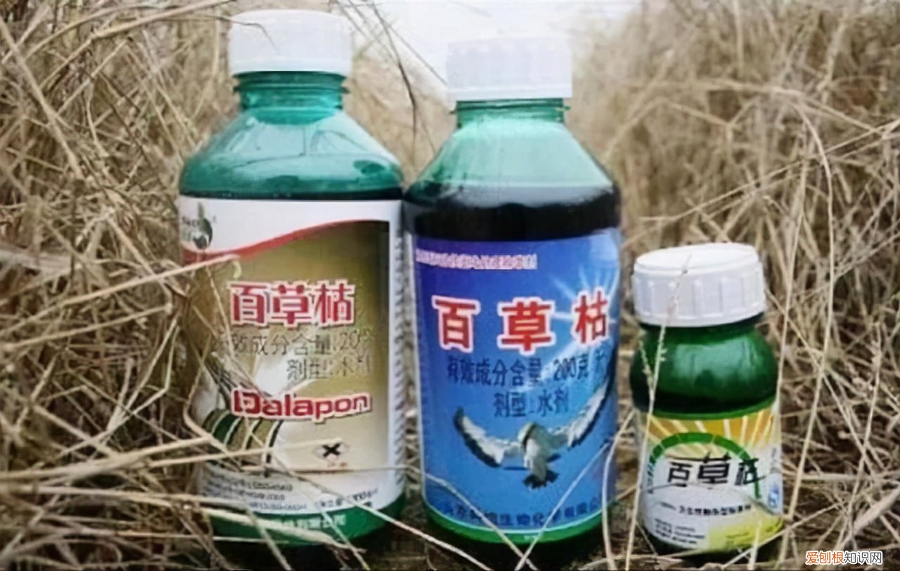 河北邢台18岁女孩被姐夫投毒百草枯，简直丧心病狂