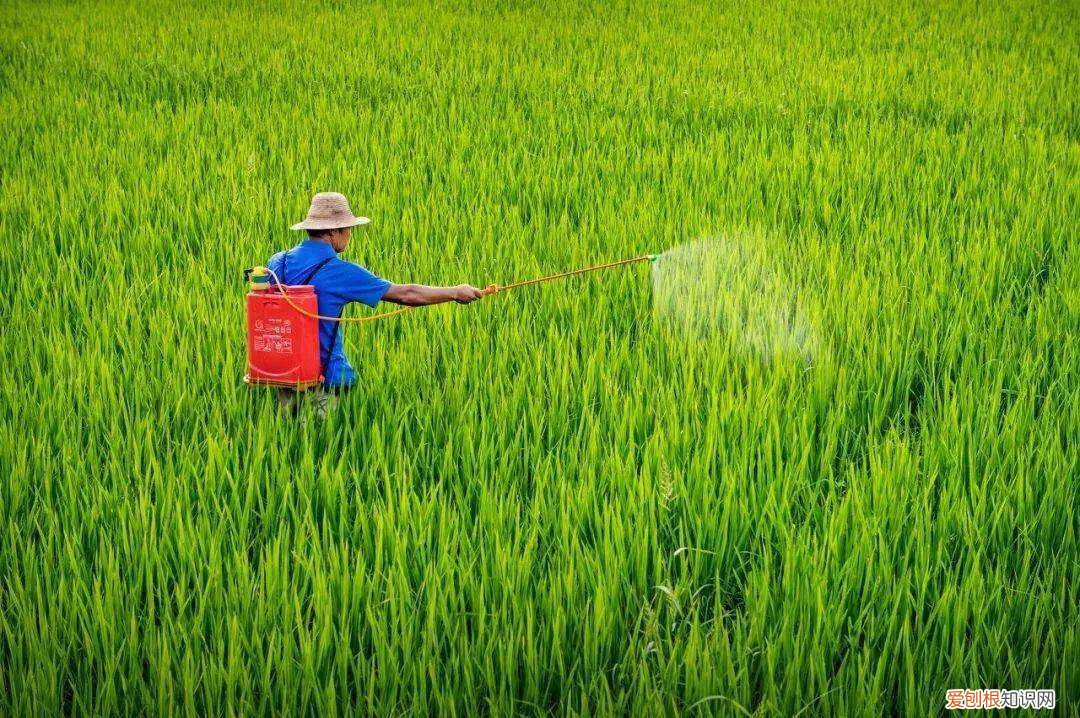 河北邢台18岁女孩被姐夫投毒百草枯，简直丧心病狂