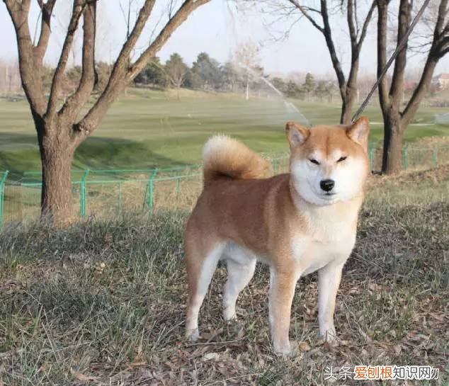 宠物狗品种介绍大全