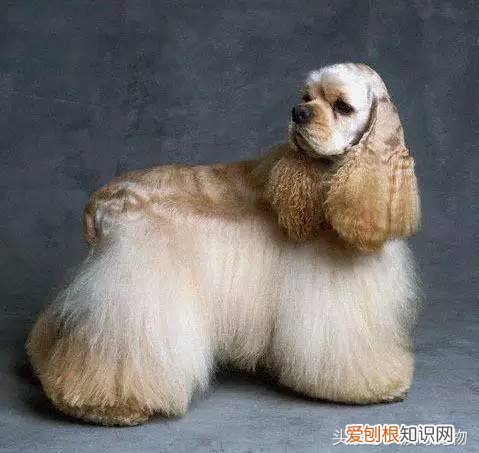 宠物狗品种介绍大全