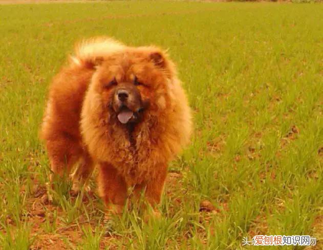 宠物狗品种介绍大全