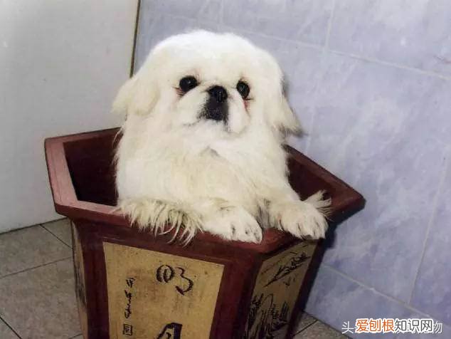 宠物狗品种介绍大全