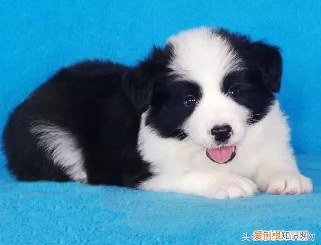 宠物狗品种介绍大全