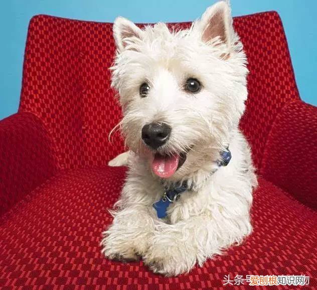 宠物狗品种介绍大全