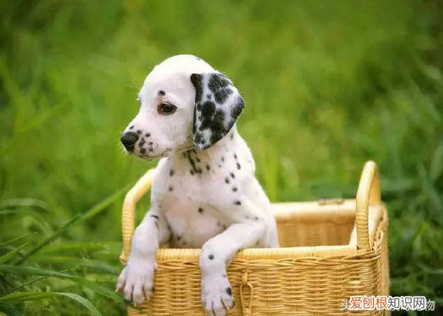 宠物狗品种介绍大全