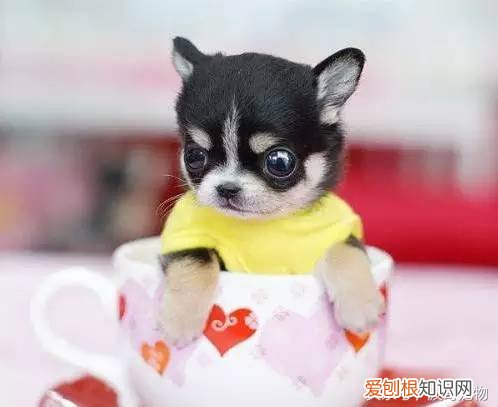 宠物狗品种介绍大全