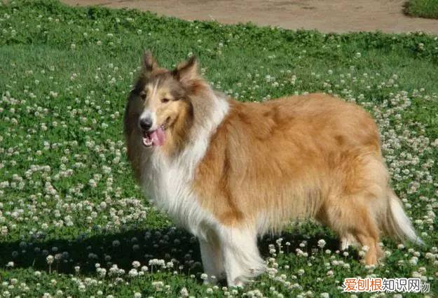 宠物狗品种介绍大全