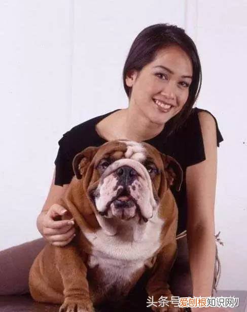 宠物狗品种介绍大全