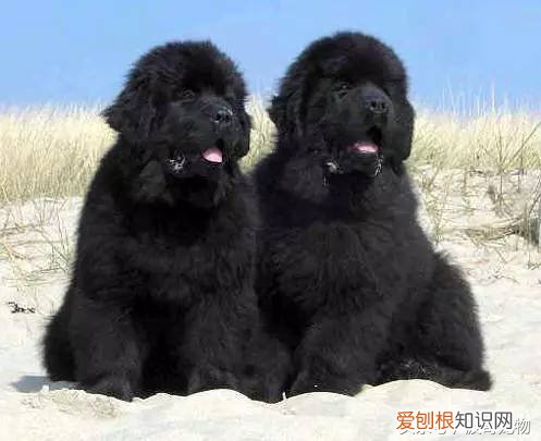 宠物狗品种介绍大全