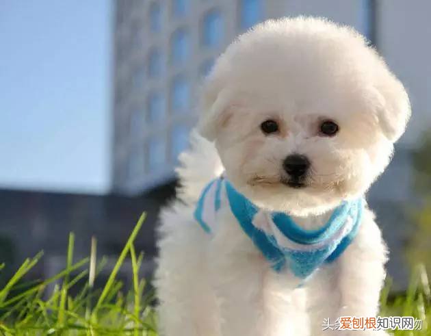 宠物狗品种介绍大全