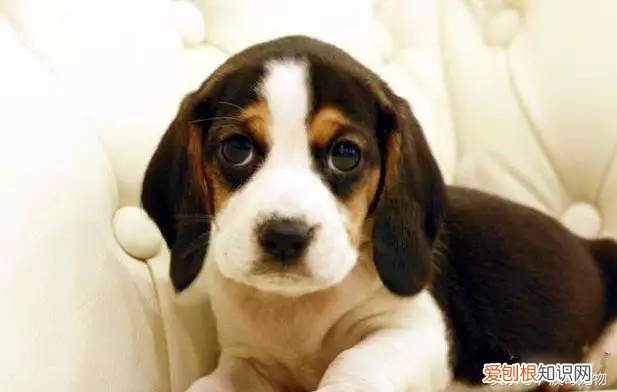 宠物狗品种介绍大全