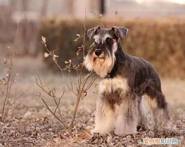 宠物狗品种介绍大全